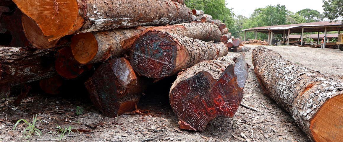 Coupes de bois de Caoba