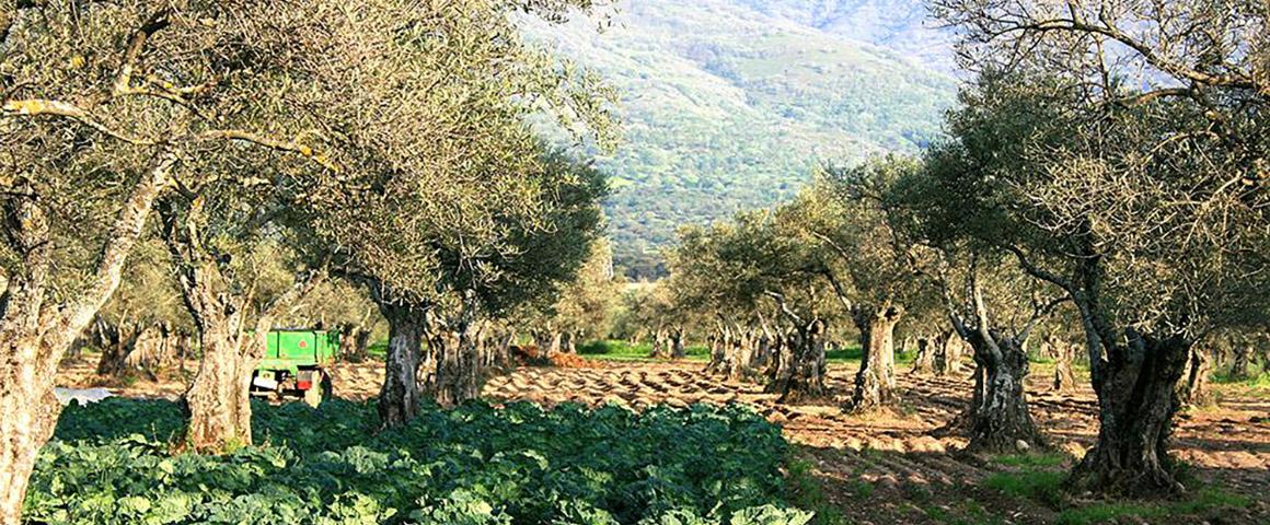 Pour une oléiculture méditerranéenne durable face au changement climatique © Cirad