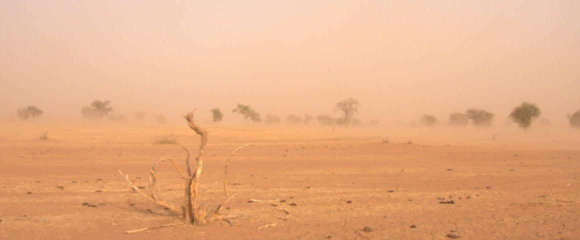 La région du Ferlo au Sénégal est balayée par un vent de sable en saison sèche. En saison des pluies, la région est recouverte d’un tapis d’herbe verte où se nourriront les troupeaux de Zébus, qui entretiennent la fertilité de cet écosystème. L’équilibre de ces milieux pastoraux est menacé par les changements climatiques en cours. © V. Blanfort, CIRAD