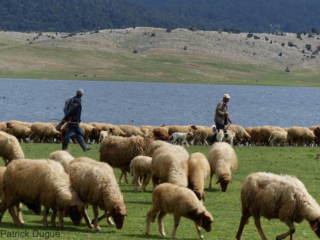 Bergers et leurs troupeaux de moutons dans le Moyen Atlas (Maroc). © Cirad, P. Dugué