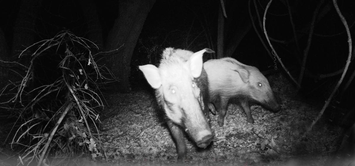 Potamochère sanglier sauvage des forêts malgaches