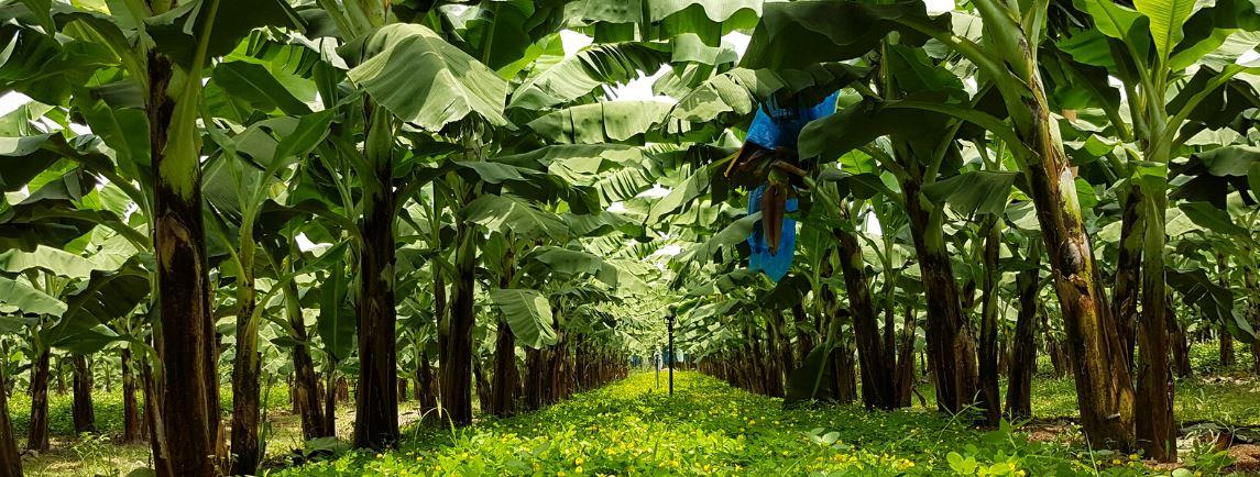 Bananiers et arachis pintoï à la SCB, Côte d'Ivoire