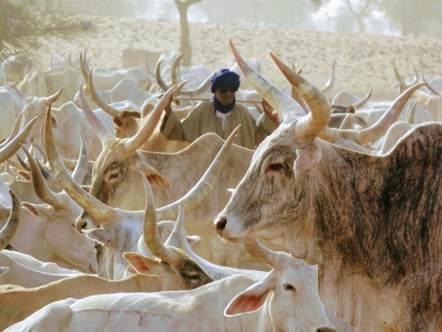 Eleveur au Sahel. © S. Taugourdeau, Cirad