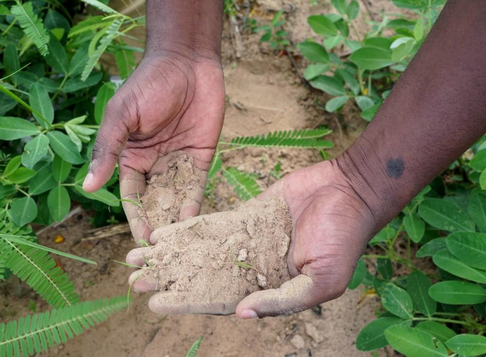 The soils of the Sahel are poor in organic matter © C. Dangléant, CIRAD