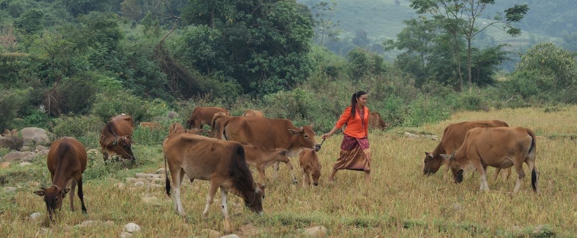 A farmer herding her cattle in a field surrounded by hills and trees in Dien Bien province, Vietnam.
