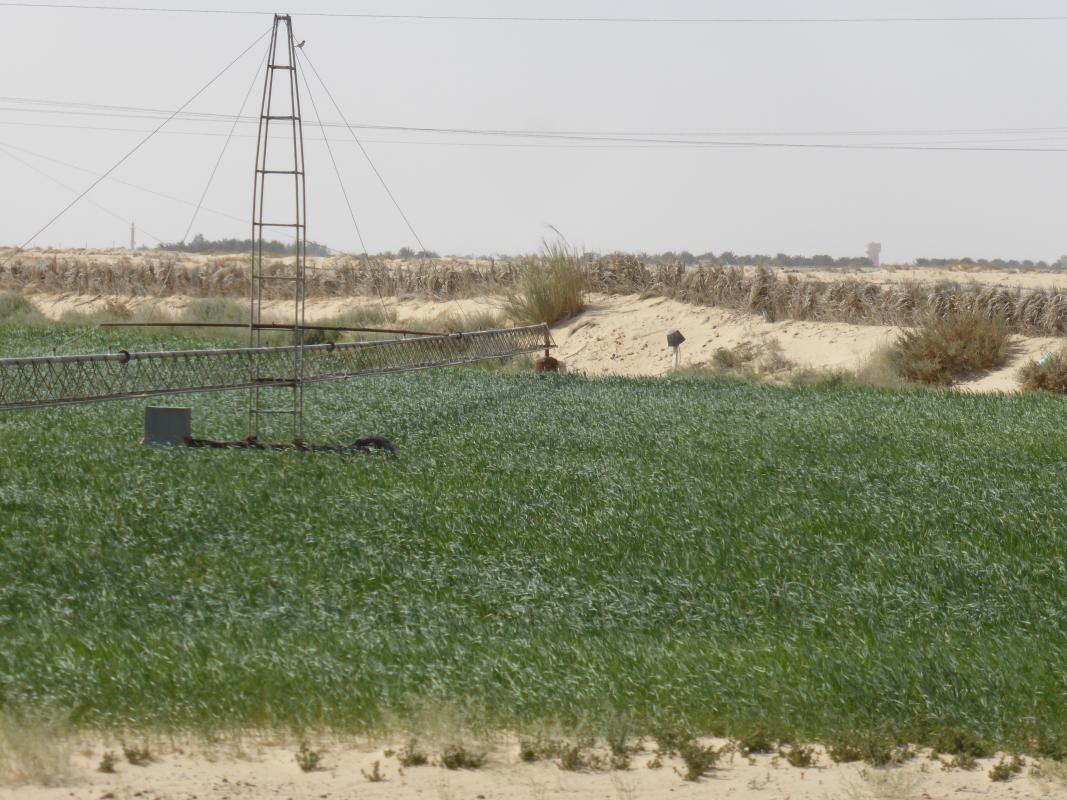 Centre-pivot irrigation system developed by artisans in southern Algeria © M. Kuper, CIRAD