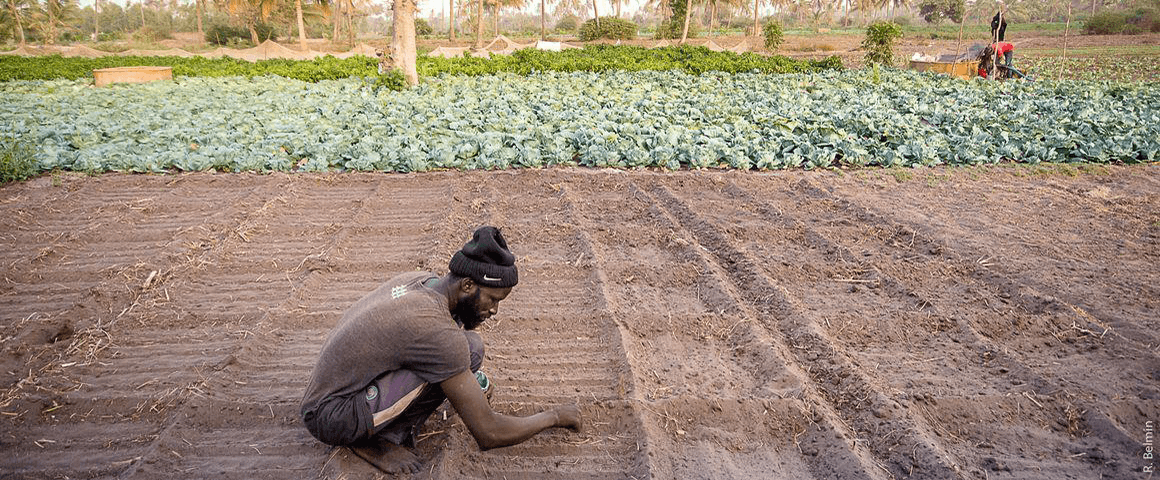 A farmer in the Mboro region of Senegal planting his field © R. Belmin, Cirad