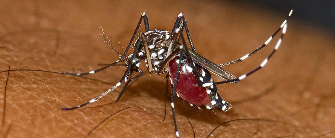 Aedes Albopictus