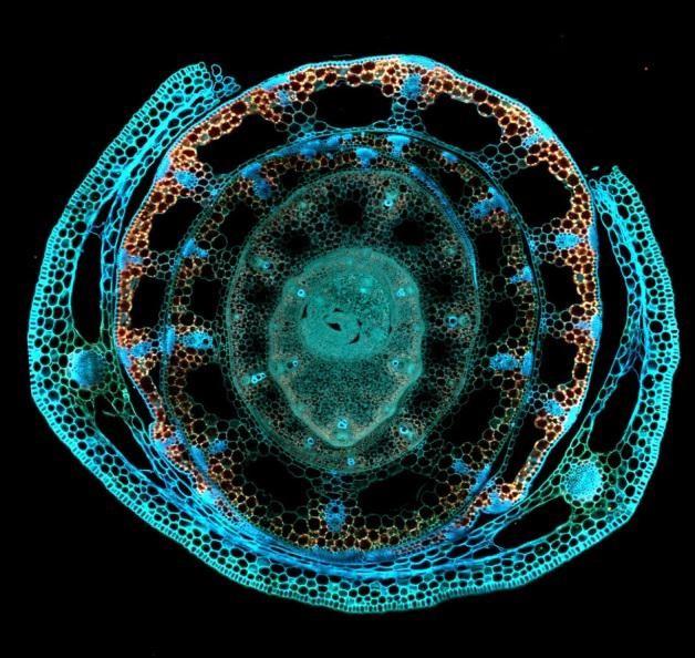 Rice collar © M. Lartaud, CIRAD