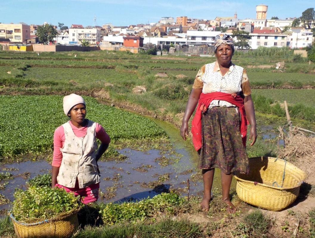 Productrices de cresson, quartier Antsahabe à Antananarivo (Madagascar) © L. Defrise, Cirad