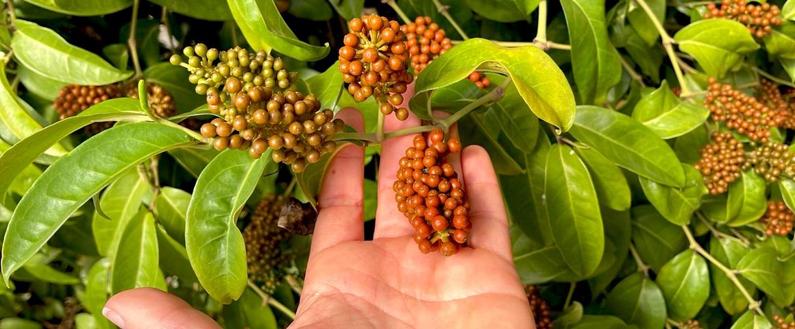 Baies de tsiperifery dans une serre de la société Floribis, à Madagascar © Virginie Kockelmann