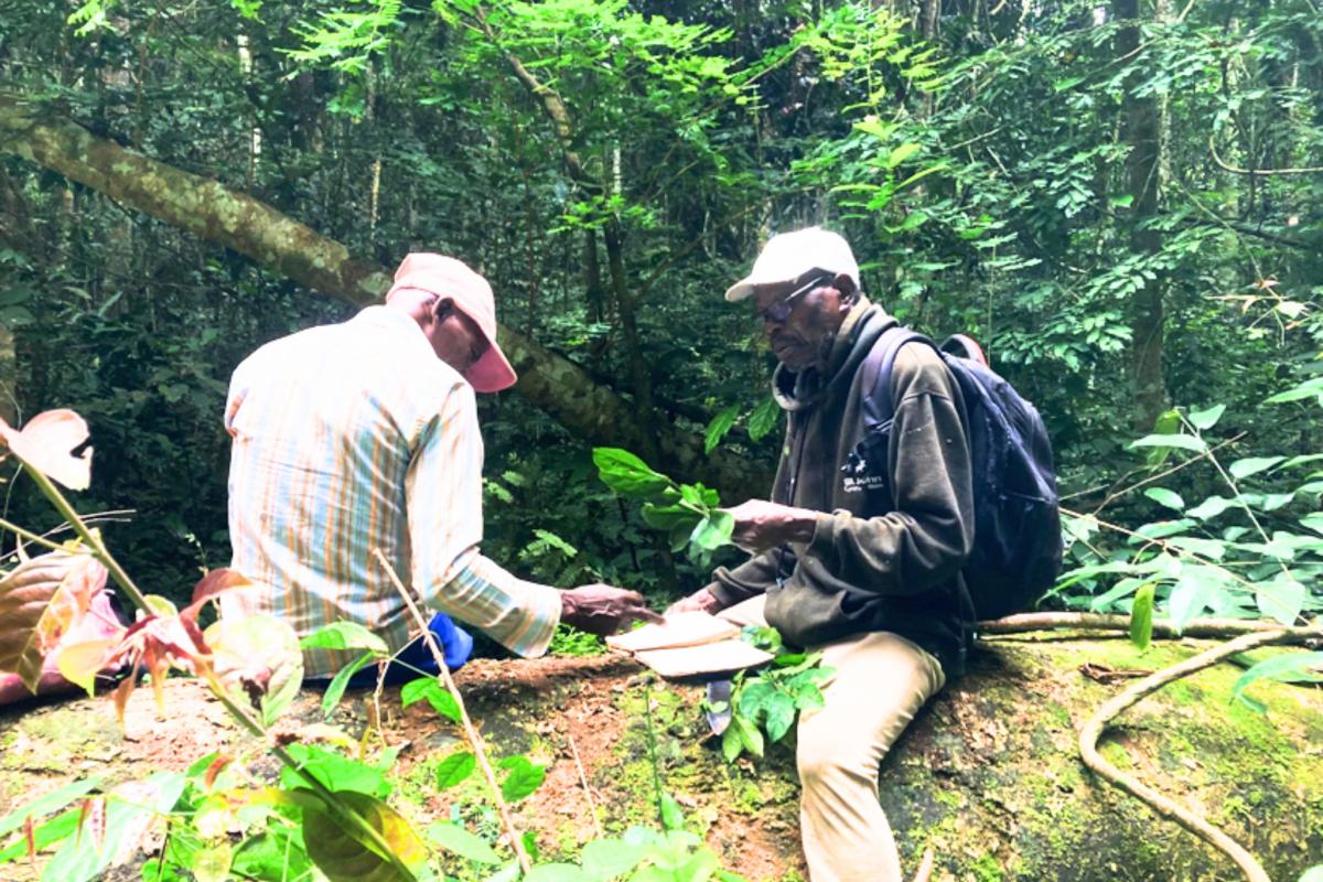 Identification d’une espèce de liane. © B. Kacamak