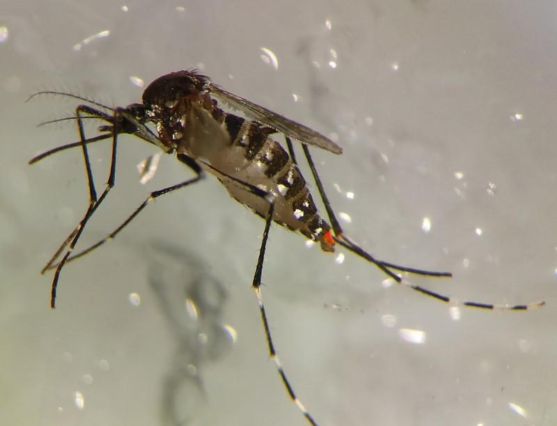 Femelle d'Aedes albopictus contaminée par un biocide suite à l'accouplement avec un mâle issu de la TIS boostée © L. Laroche, IRD