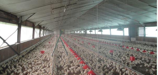 Broiler chicken farm in France© Claire Hautefeuille, CIRAD