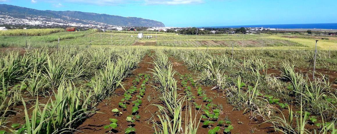 A l’île de la Réunion, des essais associent la canne à sucre au pois sabre blanc (Canavalia ensiformis), plante de service. © M. Cristina, Cirad