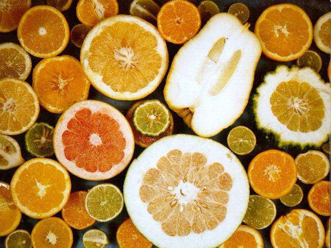 Work published recently in Nature revealed ten true Citrus species, four of which gave rise to modern cultivated varieties © P. Ollitrault, CIRAD