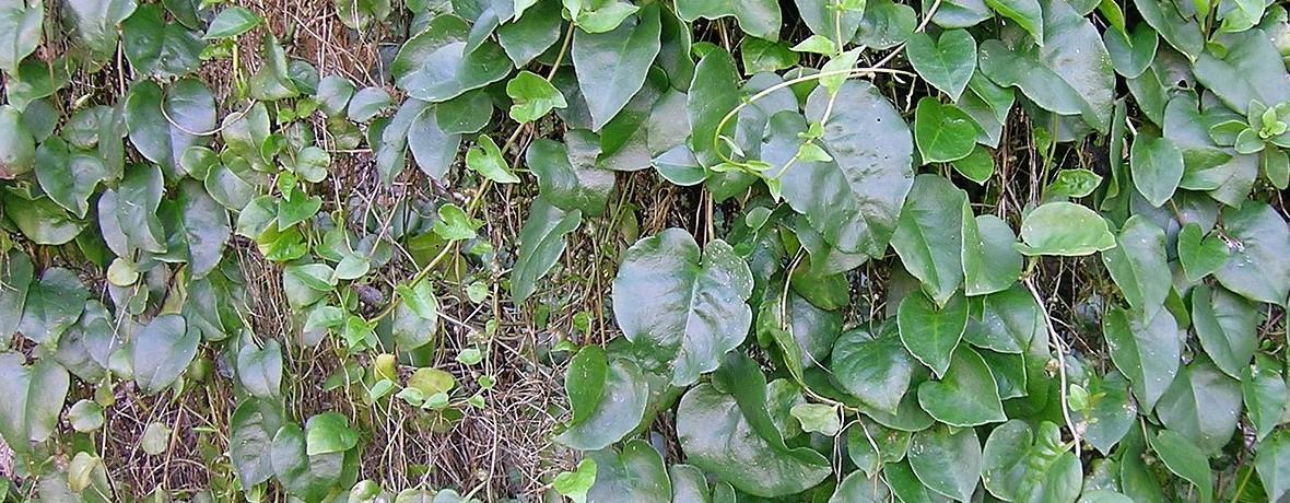 Anredera cordifolia (Ten.) Steenis - Macleay Grass Man / Wikimedia Commons, CC BY 2.0