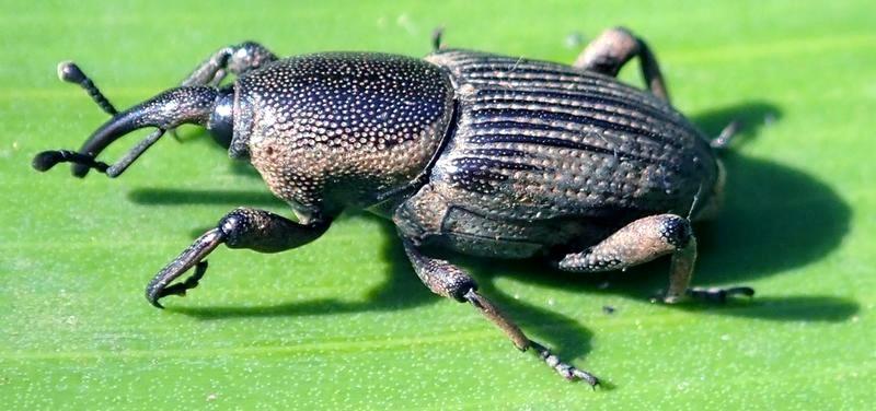 Les charançons occasionnent des dégâts considérables aux bananiers qu’ils infestent © D. Carval, Cirad