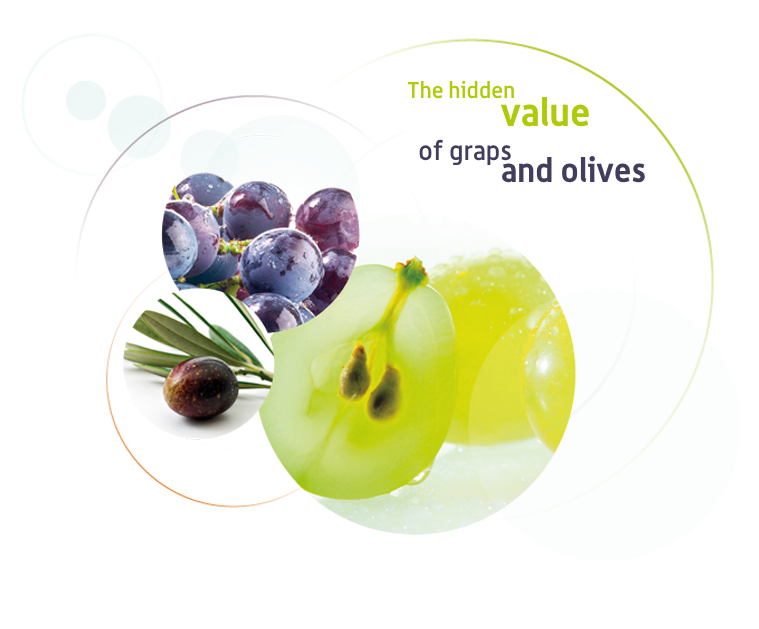 Production of polyphenol-enriched extracts from olive mill wastewater