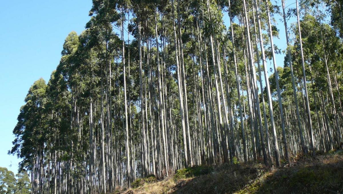 Les projets forestiers  de compensation carbone concernent souvent des plantations d'eucalyptus pour leur croissance rapide. Photo © Cirad, Emmanuel Torquebiau