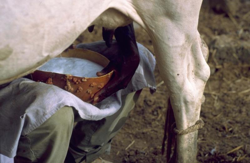 En Afrique de l'Ouest, seulement 1 à 7 % du lait produit localement est collecté par les industries laitières de la région. Les coûts élevés de collecte, dus notamment au manque d’infrastructures de transport, ne permettent pas au lait local de rivaliser avec les prix très compétitifs des poudres lactées européennes © E. Daou, Cirad