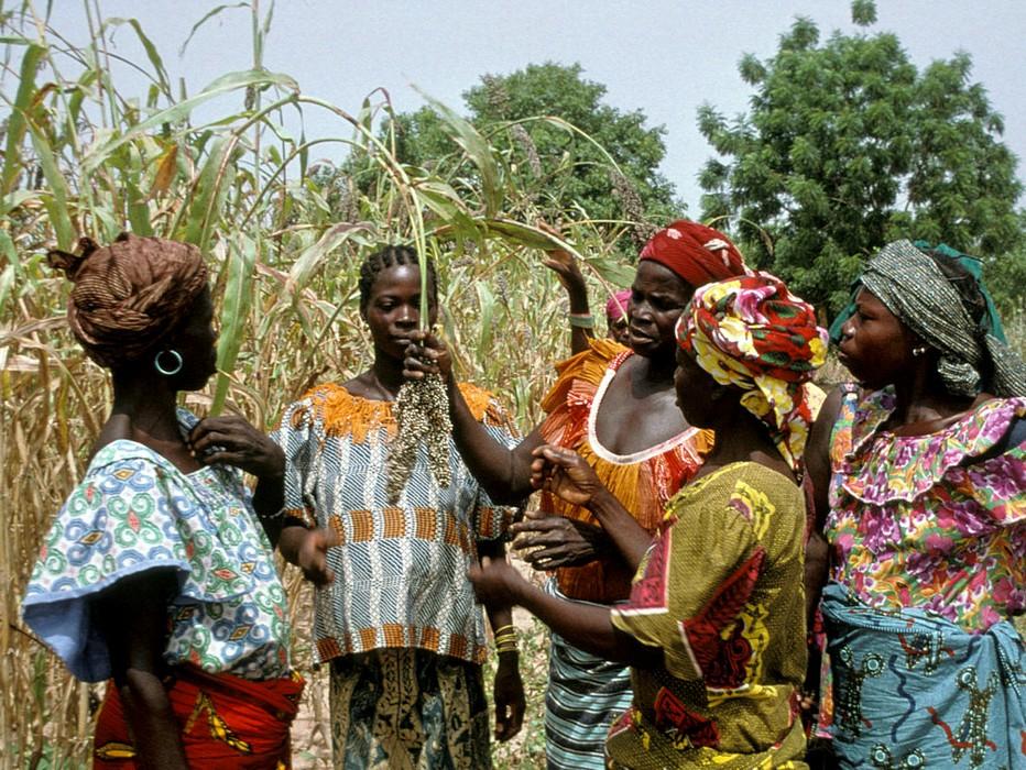 Burkinabe farmers in a sorghum field © CIRAD, J. Chantereau