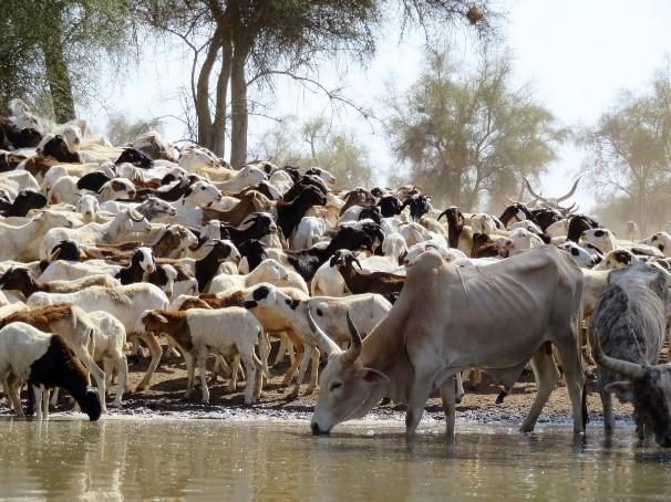 Mixed sheep/zebu herd drinking at a watering point at the start of the rainy season (Ferlo, Senegal) © S. Taugourdeau, CIRAD