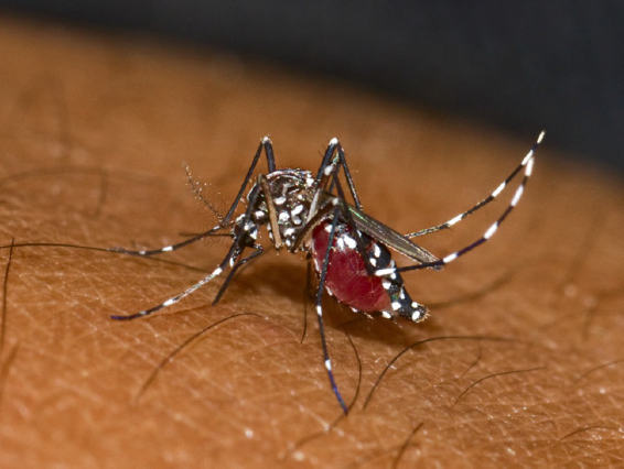 Aedes albopictus, the tiger mosquito, is a dengue vector. More than 30 000 cases have been recorded in Réunion-Mayotte since 2017 © A. Franck, CIRAD