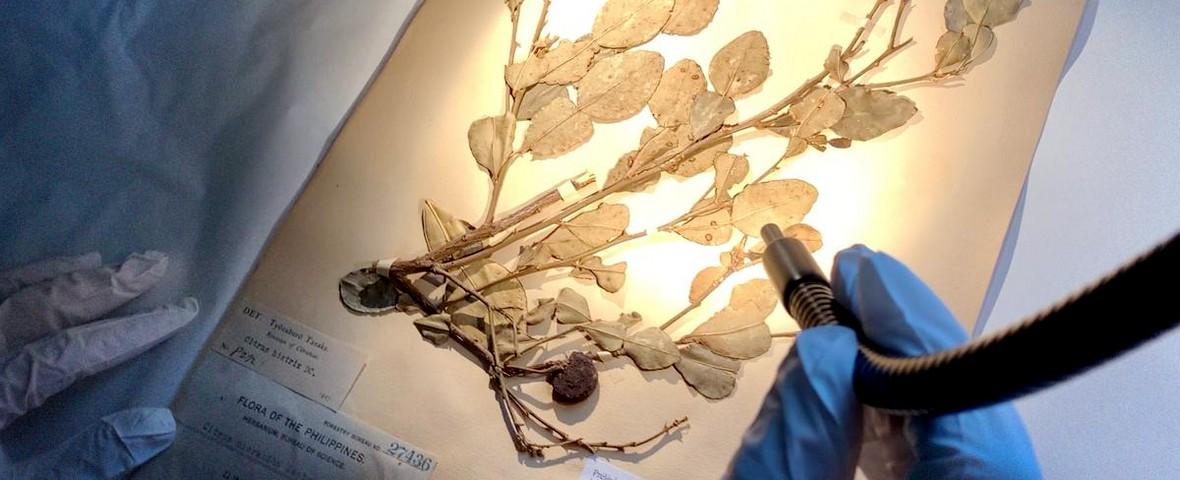 Planche de l’Herbier national du Muséum national d'Histoire naturelle : genre Citrus, comportant sur certaines feuilles des lésions caractéristiques du chancre bactérien des agrumes © L. Gagnevin, Cirad