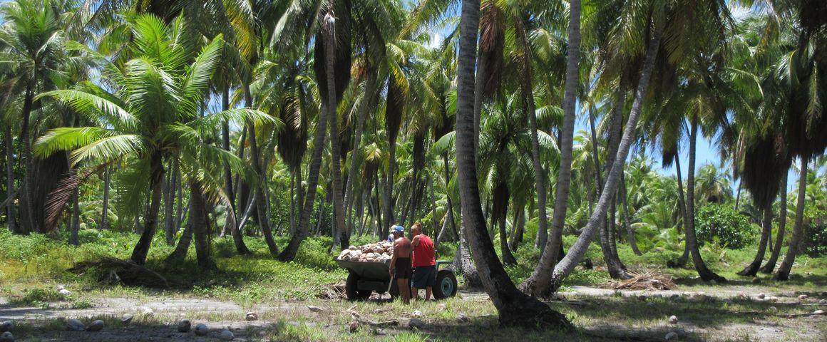 Récolte de cocos arrivés à maturité au cœur d’une cocoteraie de Rangiroa, Polynésie française. © A. Garavito-Guyot, Cirad