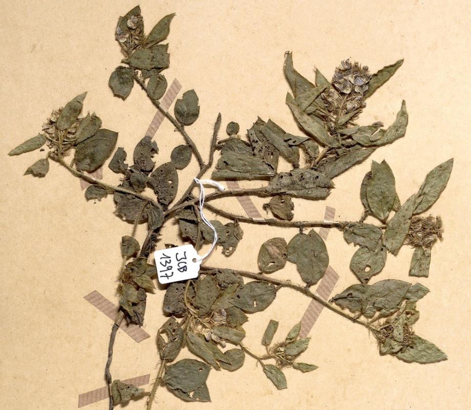 ReColNat fédère les collections naturalistes françaises et ambitionne de faciliter l’accès à ces données de très grande importance patrimoniale et scientifique