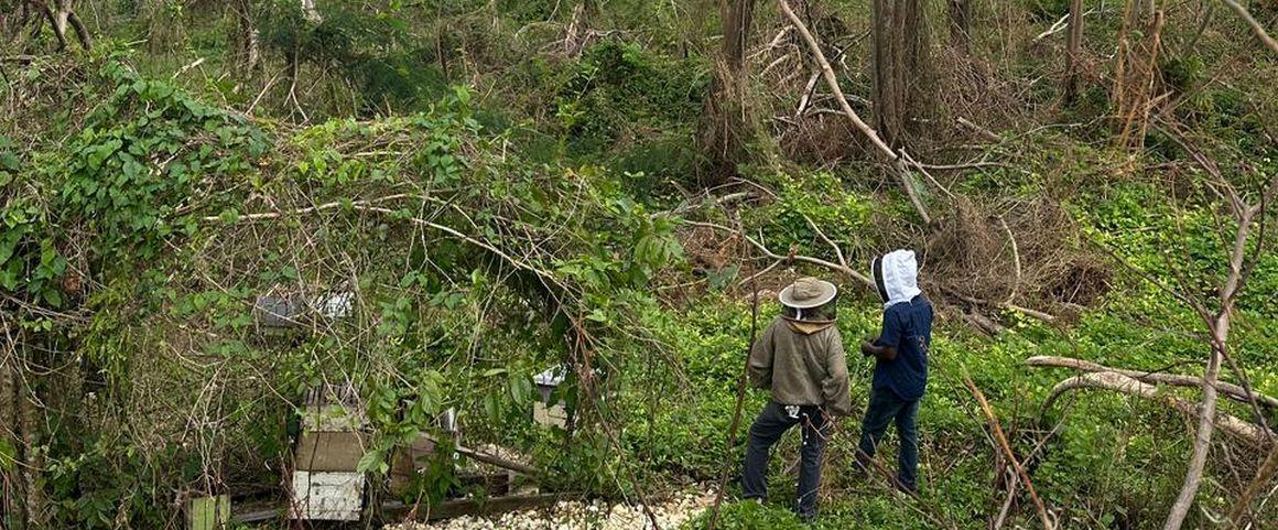 Activité apicole en Jamaïque touchée par l’ouragan Melissa © Joey Brown