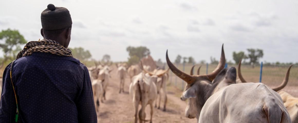 Ousmane est agropasteur au Sénégal, dans la région du bassin arachidier. Son système de production associe cultures et élevage, et repose sur la mobilité saisonnière des troupeaux pour tirer parti au mieux de la variabilité des ressources © Imagéo-Parry/Francin