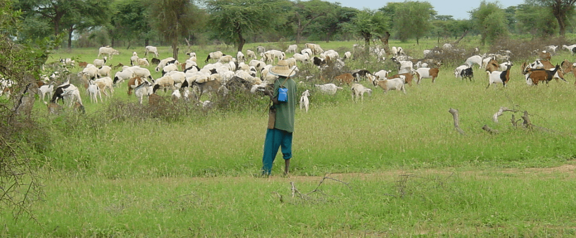 Un berger avec son troupeau en milieu savane.