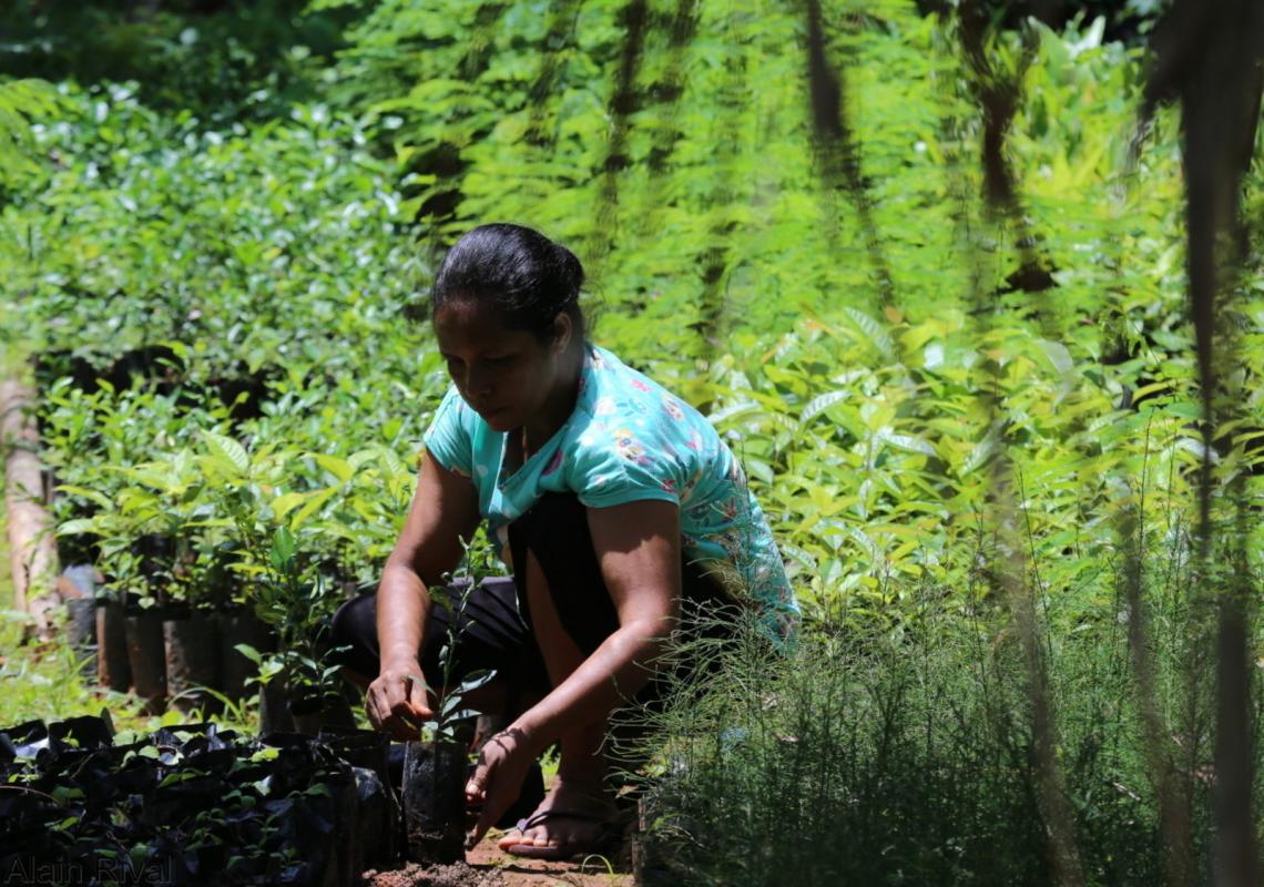 As part of the OECD Cooperative Research Programme, CIRAD, INRAE and Agreenium will be working on natural resource management and the transition to sustainable agricultural systems worldwide © A. Rival, CIRAD