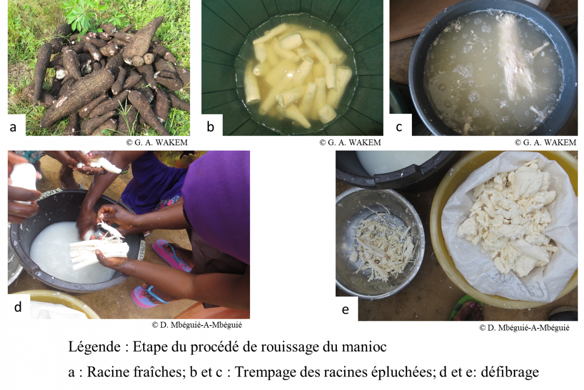 Comprendre les bases physiologiques de l’aptitude au rouissage du manioc pour mieux intégrer les attentes des consommateurs dans les processus d’amélioration variétale