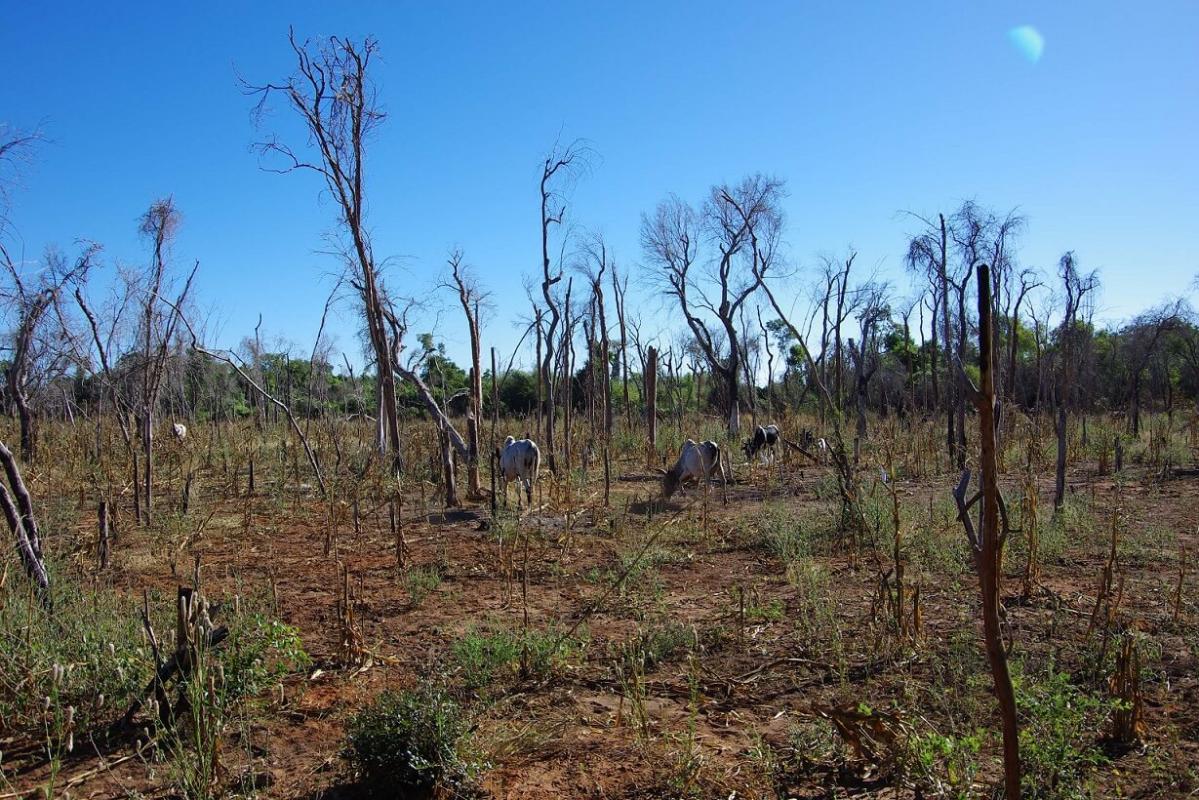 The Covid-19 pandemic and its economic impact have accelerated deforestation in the tropics © G. Vieilledent, CIRAD