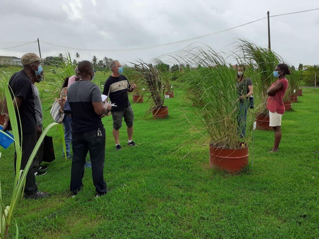 Présentation de la collection d’accessions traditionnelles et sauvages de cannes-à-sucre, par Michel Roux-Cuvelier