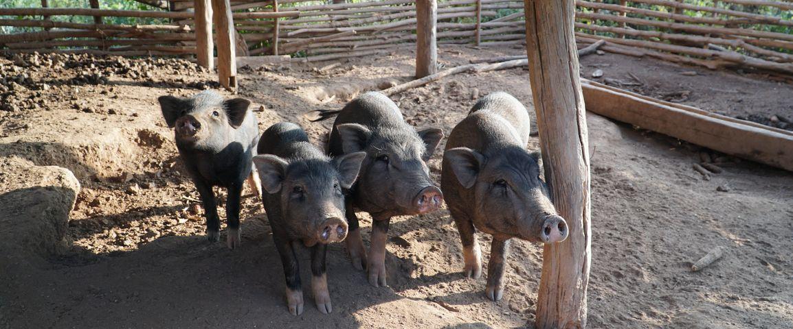 Pig farm in Laos © C. Dangléant, CIRAD