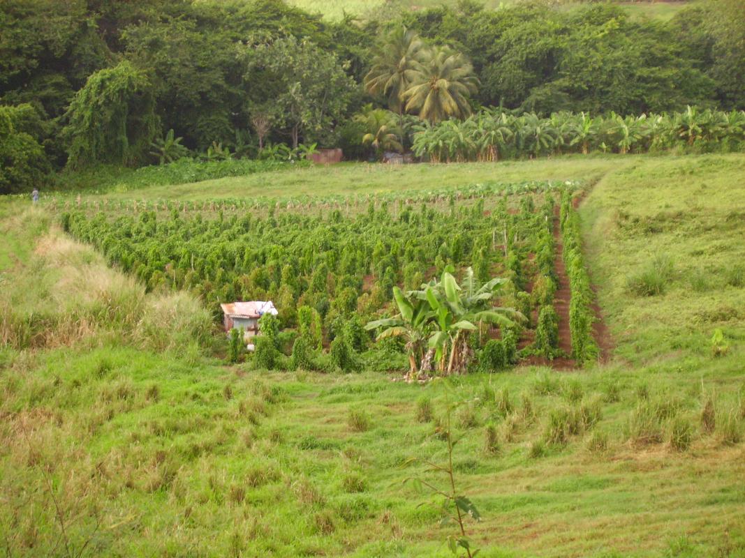 Une nouvelle technique va permettre de détecter directement au champ les maladies virales. Ici, champ d'ignames en Guadeloupe © D. Filloux, Cirad