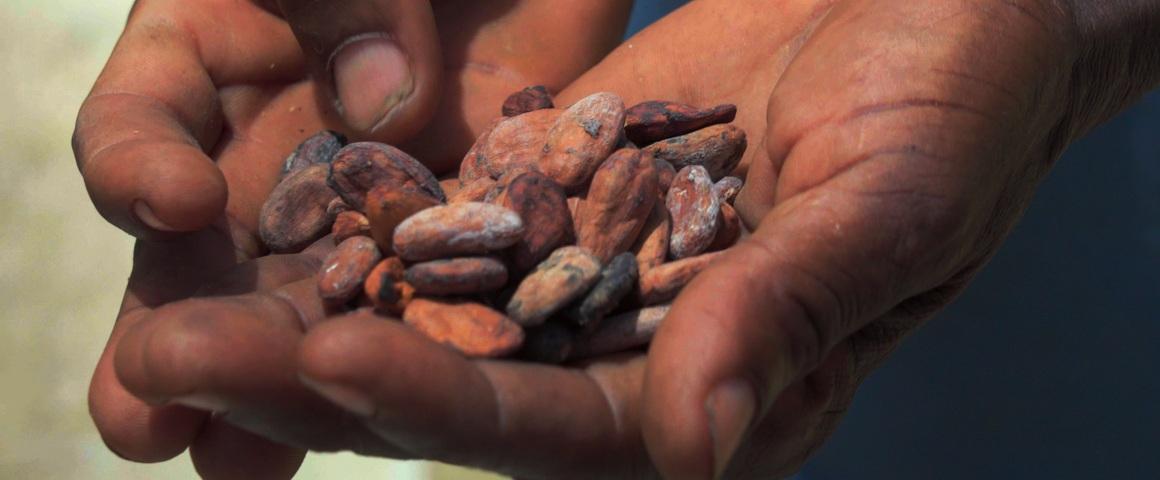 Fèves de cacao © Imagéo/Cocoa4Future