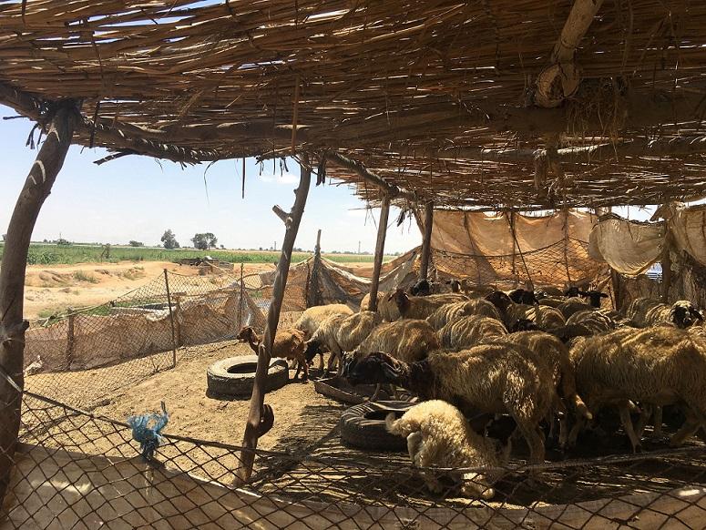 Troupeau de petits ruminants, Egypte © S. Messad, Cirad