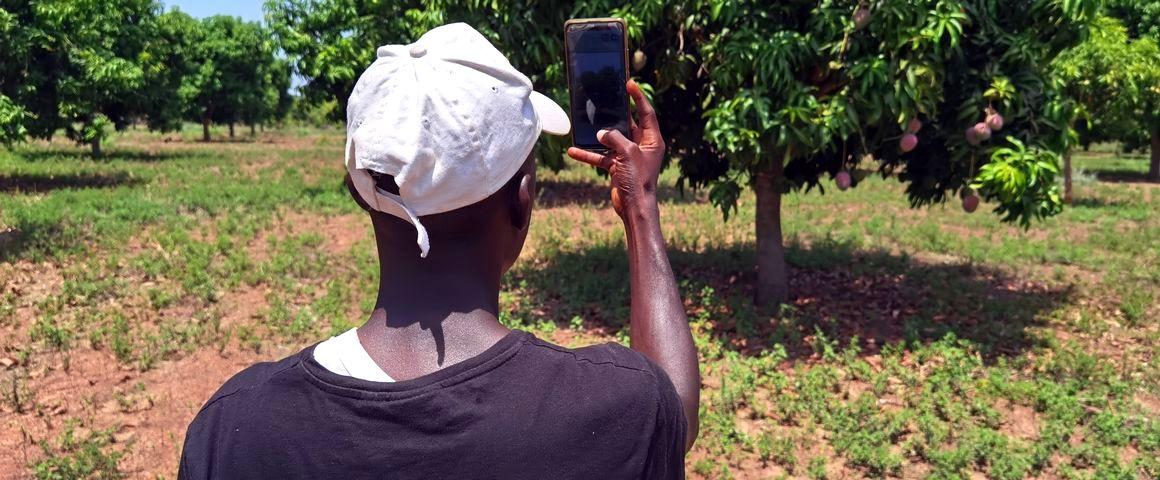 Testing the PixFruit digital solution in a mango field in Côte d'Ivoire © J.-M. Koffi, CNRA