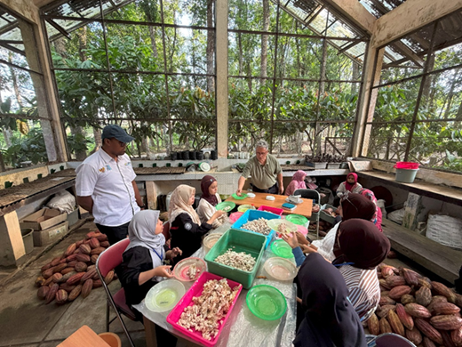 Cocoa bean counting and weighing to assess three commercial cocoa clones for these traits in two different environments. © Baldwin Jehanno