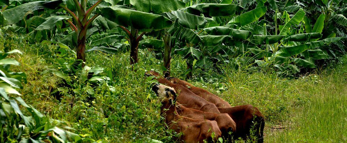 sheep grazing in banana planting, Guadeloupe