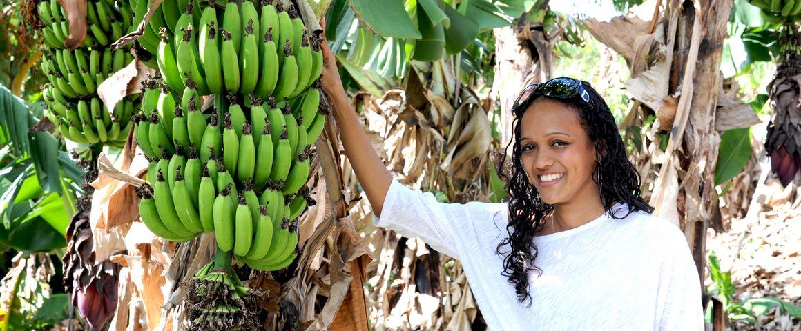En Guadeloupe, le Cirad dispose d'une collection de bananiers unique au monde © Adobe Stock