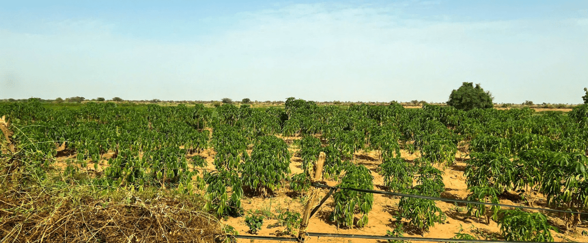 Visite de terrain chez les producteurs agricoles bénéficiant du soutien de la DyTAEL dans le cadre du modèle Living La