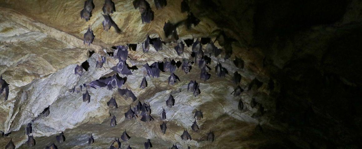 A colony of bats in Zimbabwe © A. Jimu
