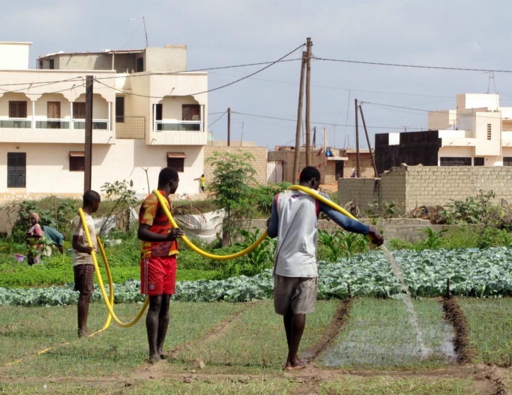 Watering onions in the suburbs of Dakar (Senegal) © CIRAD, P. Dugué
