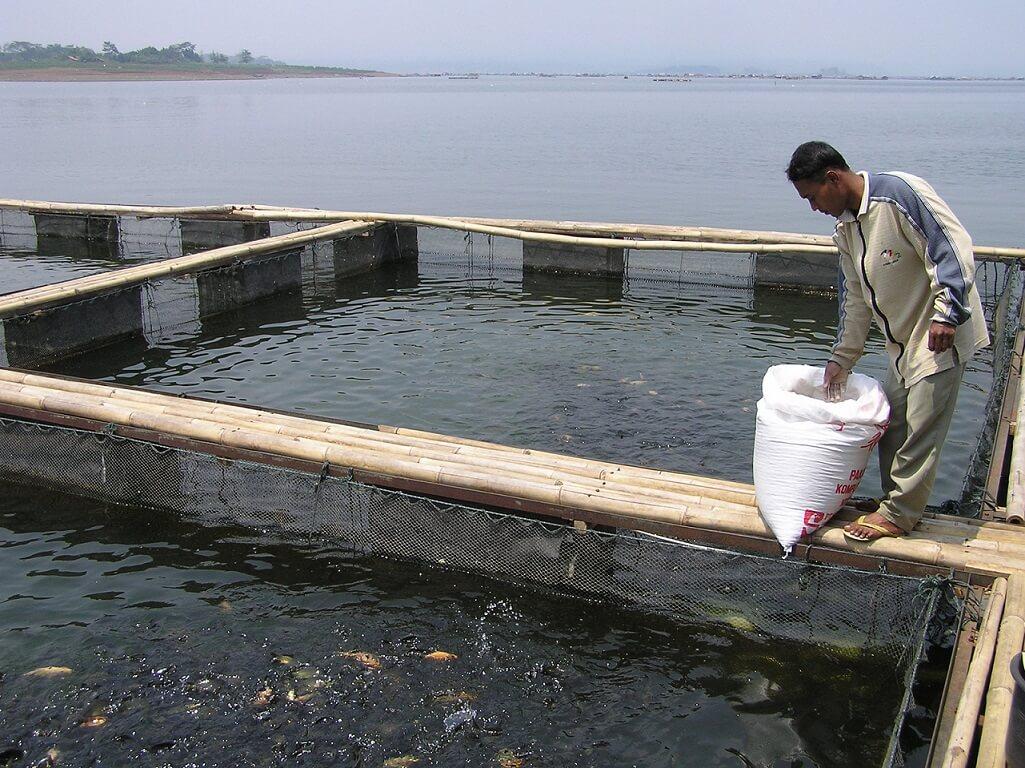 Feeding fish in floating cages in Indonesia (Lake Cirata). Indonesia has a high antimicrobial resistance index (0.355), which is a health threat to its fish farms © M. Legendre, IRD